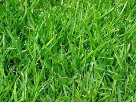 Linn Perennial Ryegrass Seed (Substituted: Indicus Perennial Ryegrass) Supply