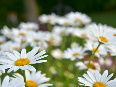 Shasta Daisy Wildflower Seed Sale