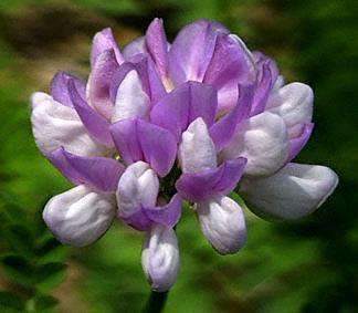 Crown Vetch Seed For Sale