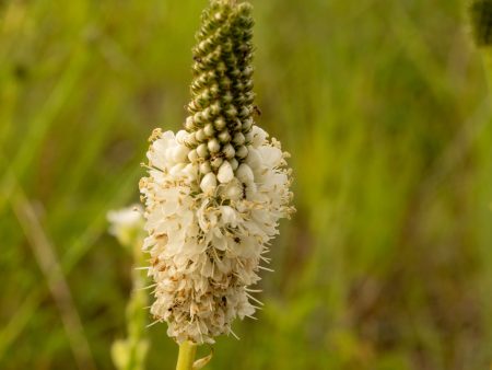 White Prairie Clover Wildflower Seed For Discount