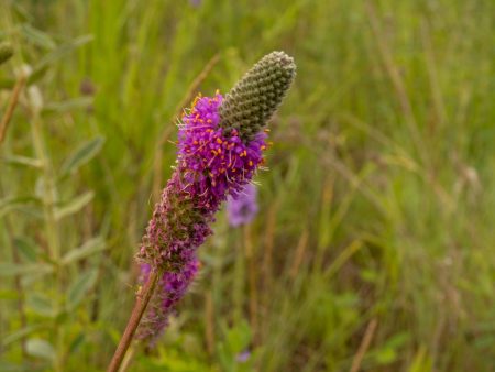 Purple Prairie Clover Wildflower Seed For Discount