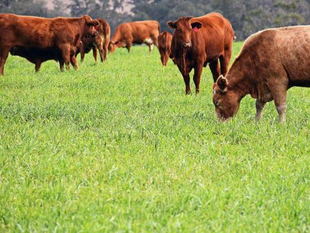 Hancock s Pasture Ryegrass Seed Supply