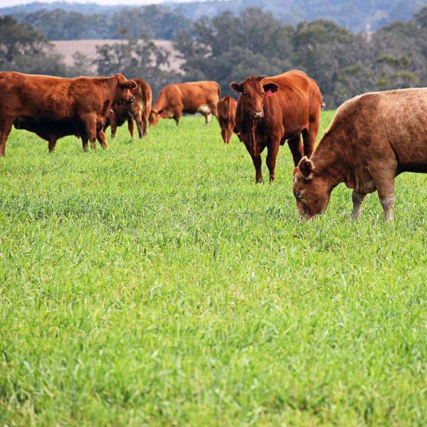 Hancock s Pasture Ryegrass Seed Supply