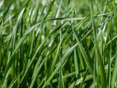 Frostproof Annual Ryegrass Seed Cheap